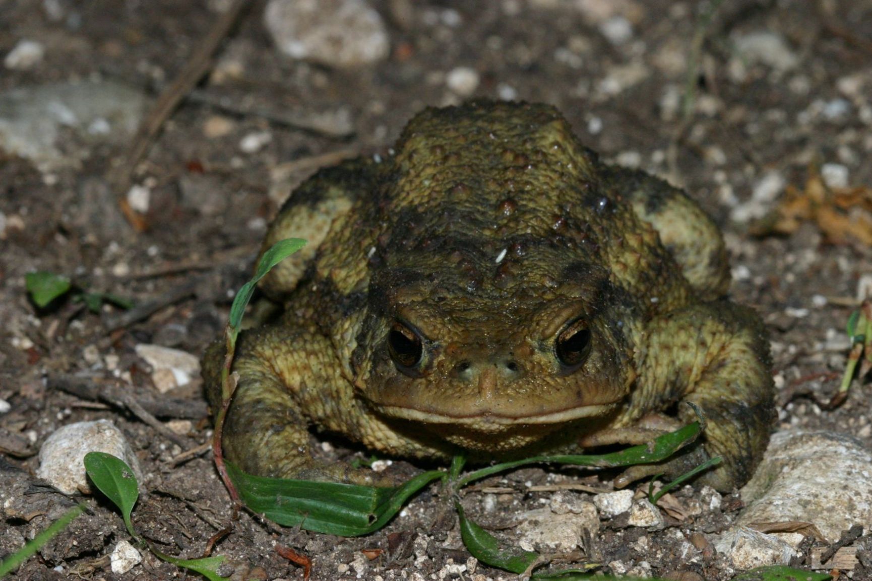 rospo - Bufo bufo